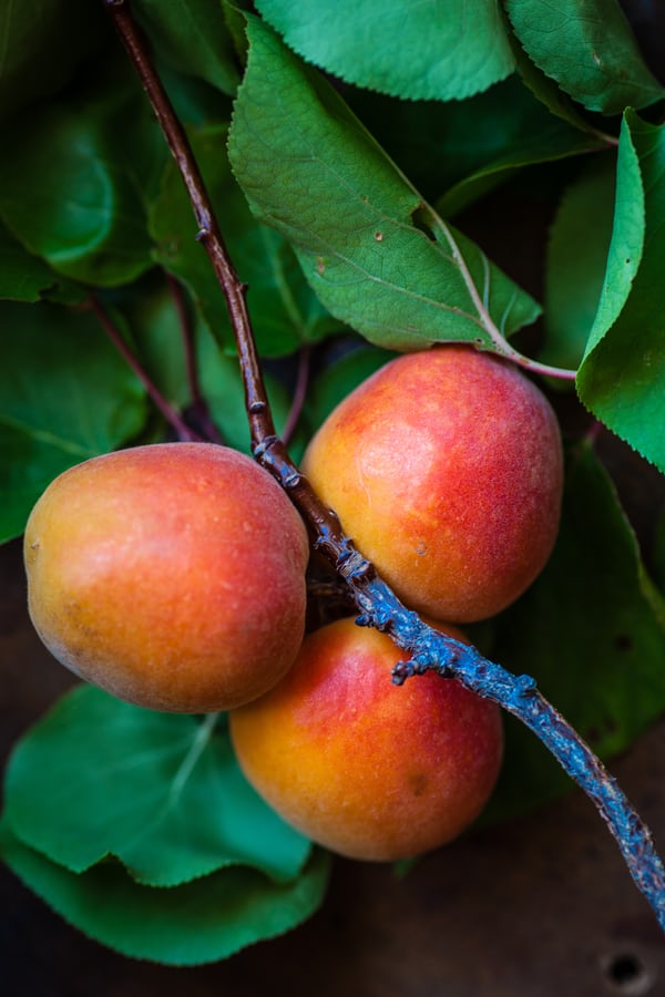 Make Tasty Mango Peach Gelato
